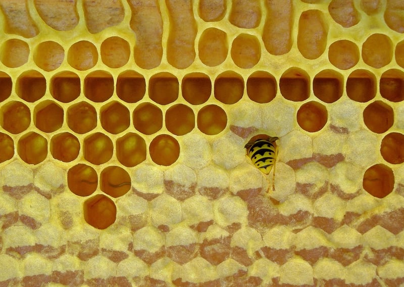 Eco-Friendly Beeswax Wraps
